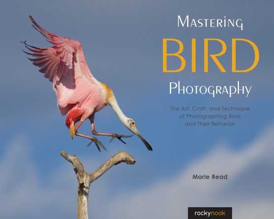 Mastering Bird Photography